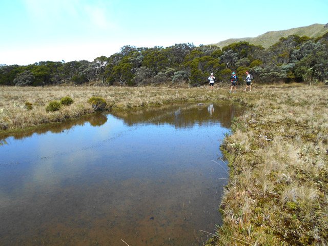 Magnifiques coins à droséras sans droséras