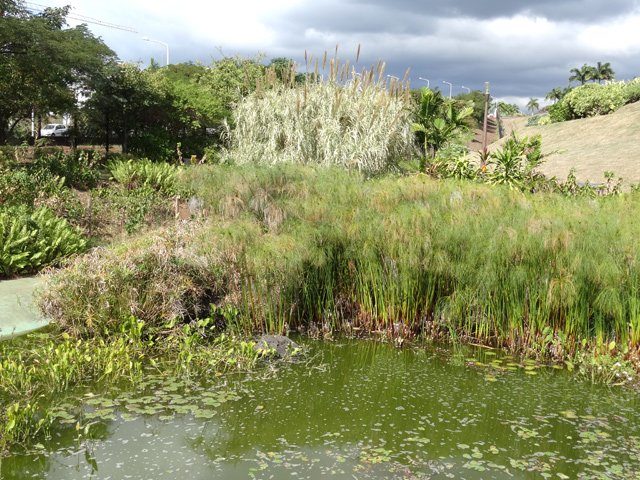 Beaucoup de papyrus pour filtrer l'eau du bassin