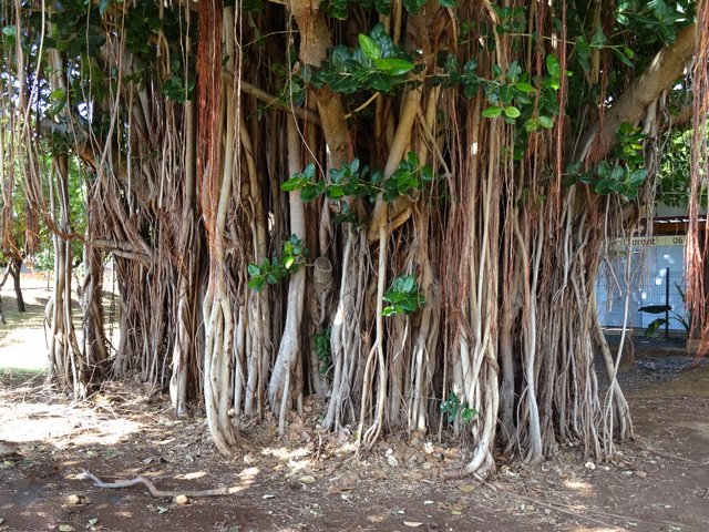 Un banian aux innombrables racines