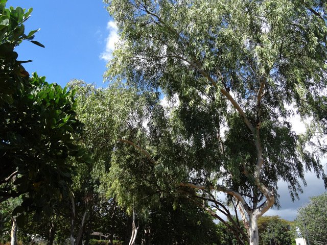 Belles essences plantées dans le Parc de la Médiathèque François Mitterand