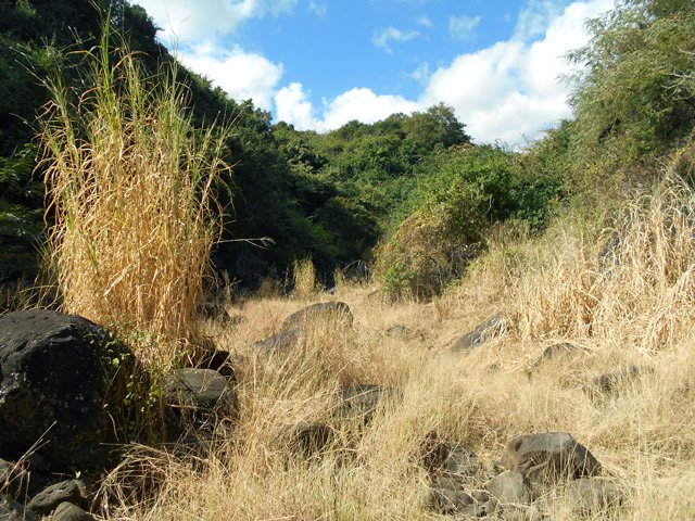 Le fond de la Ravine la Plaine, recouverte par endroits de hautes herbes