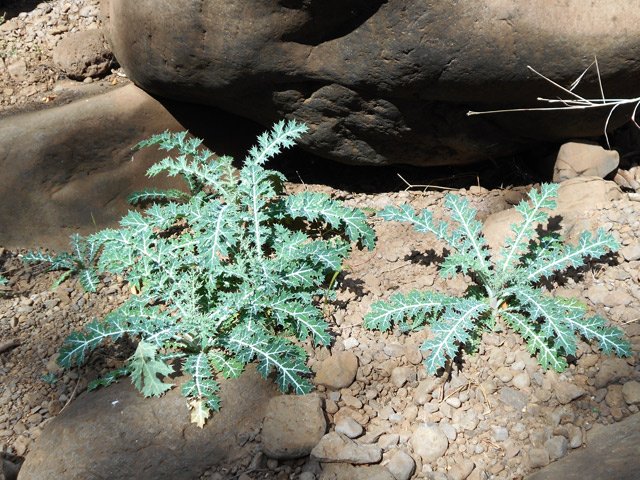 L'humidité des dernières pluies à facilité la pousse de beaux chardons