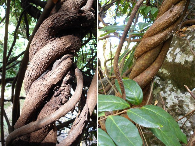La liane papillon est omniprésente dans le nord de l'île