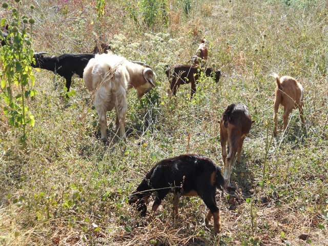 Les chèvres font beaucoup moins de dégâts que les incendies