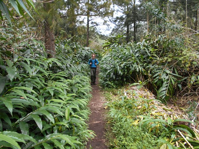 Le sentier de Cap Blanc dans les longoses et sur une partie plate