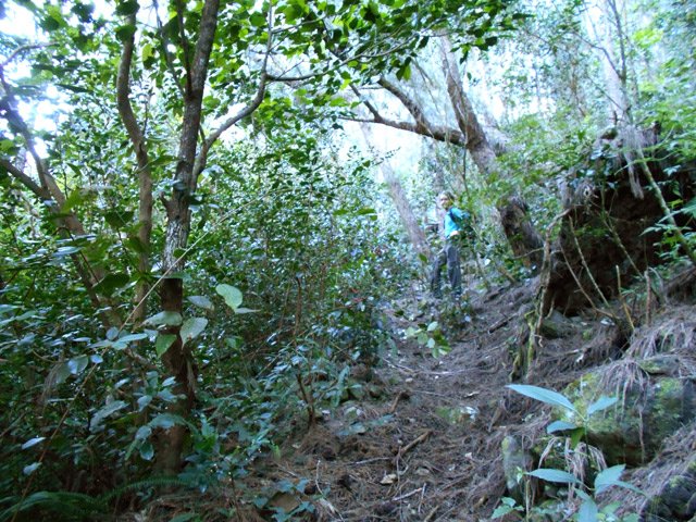 Encore des aiguilles de filaos sur le sentier qui poursuit vers le Bras des mousses