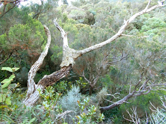 Les filaos cessent et sont remplacés par les branles verts et bois de couleurs