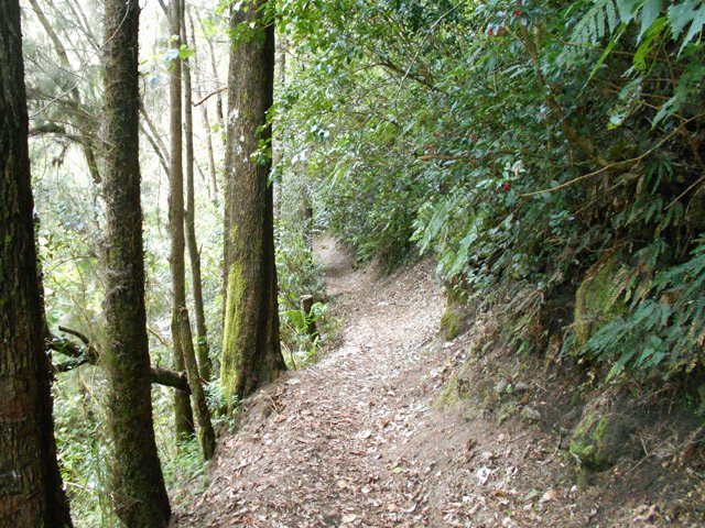 Une portion du sentier bordée de filaos