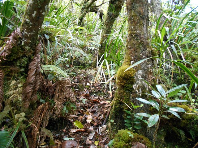 Une portion très correcte du sentier vers la source du Cap Blanc