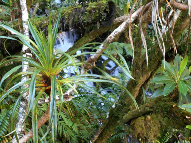 La Ravine de Cap Blanc, dans les frondaisons, juste avant la grande plongée de la photo 18