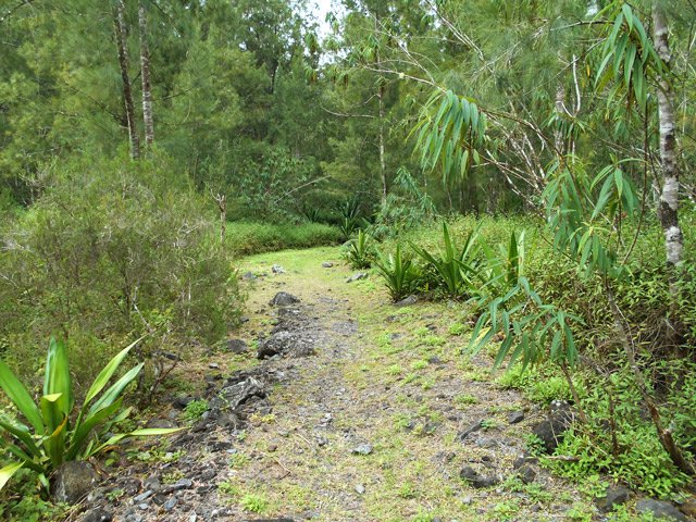 Le sentier, large et bien entretenu qui longe la Ravine des Sept Bras