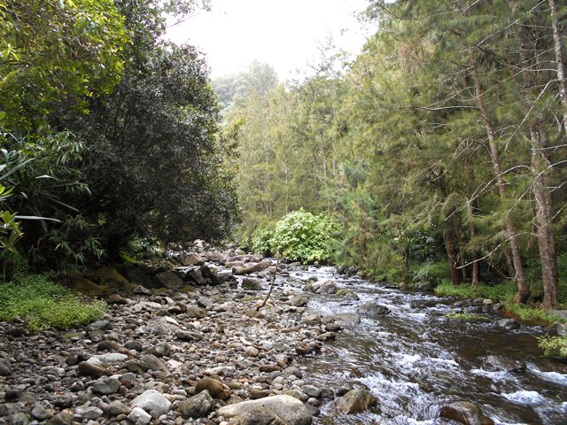 La Ravine des Sept Bras à l'approche de l'aire de Pique nique