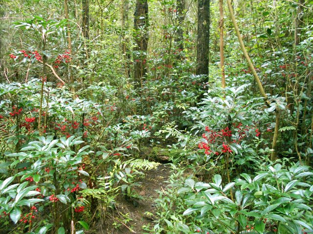 Le début du sentier passe dans les bois Noël