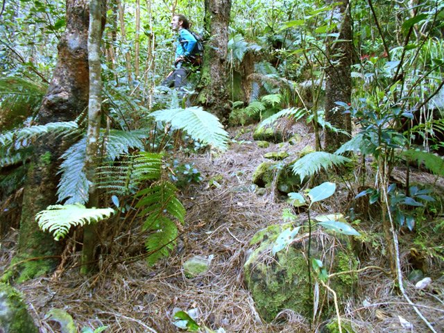 Le sentier recouvert d'aiguilles de filaos