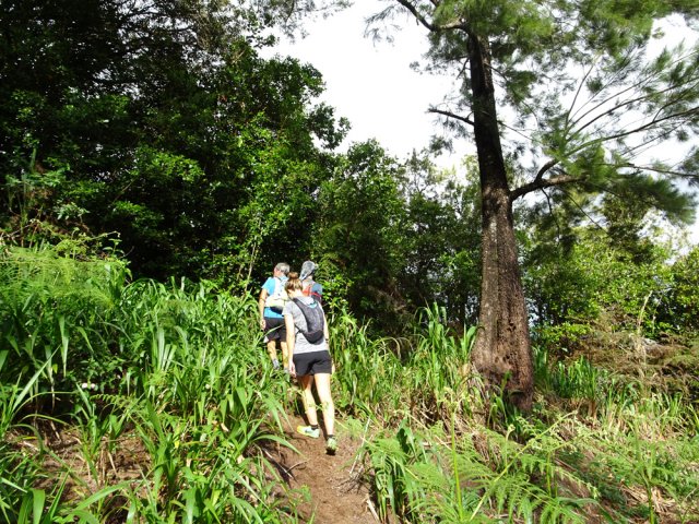 Le filao caractéristique pour trouver le sentier de l'arche