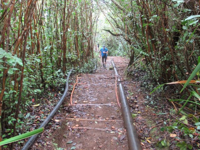 Les goyaviers ont pris possession de toute la zone