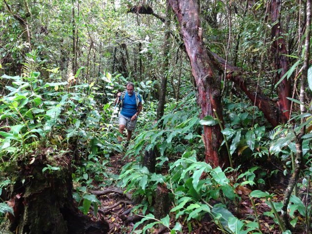 Les longoses ont remplacé les goyaviers