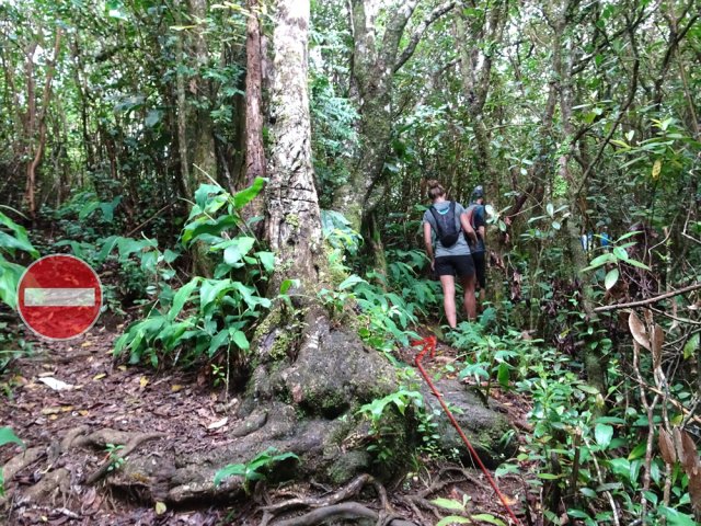 Prendre impérativement à droite à cet arbre caractéristique