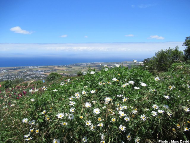 Longue traversée de grands champs ou de serres fleuries