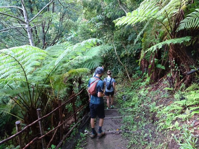 L'approche de la ravine s'effectue sous les fougères arborescentes