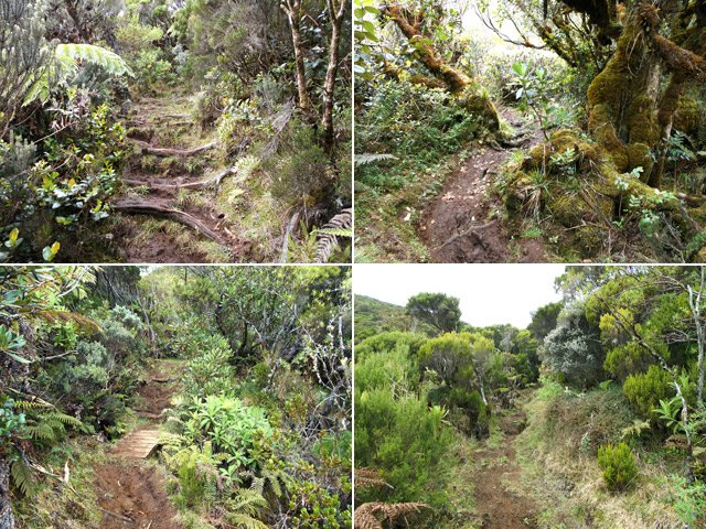 Quelques exemples du sentier du Piton Rouge