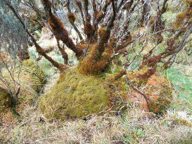 Une grande partie du parcours s'effectue dans ces magnifiques branles verts recouverts de mousse
