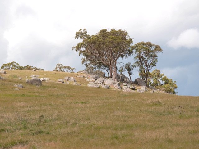 Classique paysage des environs de Tenterfield.