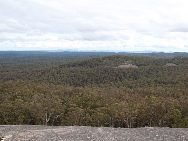 La forêt d'eucalyptus au Sud.