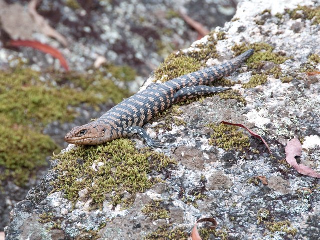 Des lézards de 40 cm un peu partout
