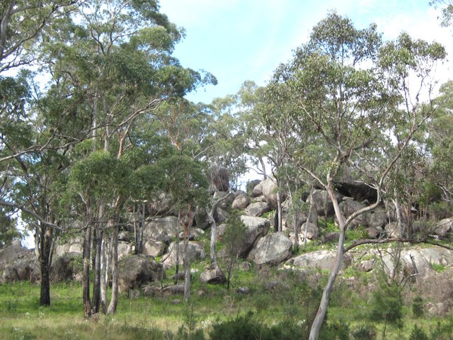 On dirait des amoncellement de grosses billes au milieu des eucalyptus