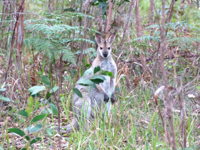 Une des 53 espèces de kangourous rencontrés durant les randonnées