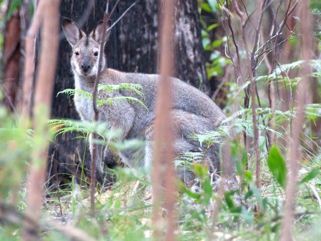 Celui-ci est méfiant mais ne se sauve pas