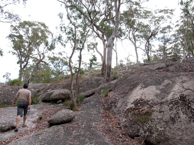 Début de la montée. Les eucalyptus arrivent encore à vivre dans la roche