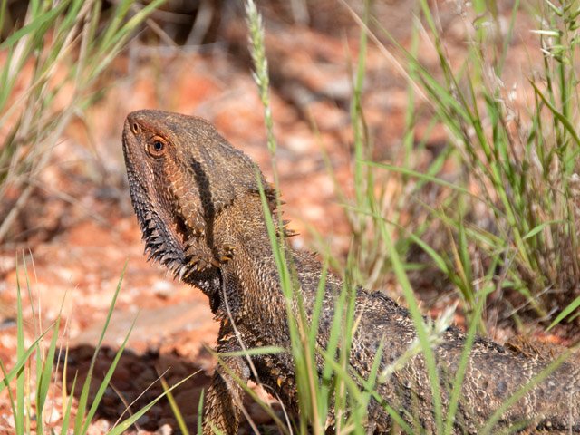 Un lézard de 50 cm de long