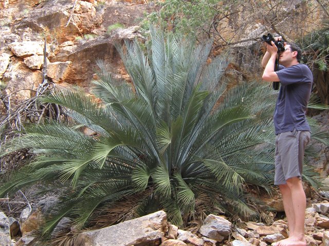 Les wallabies des rochers sont partout