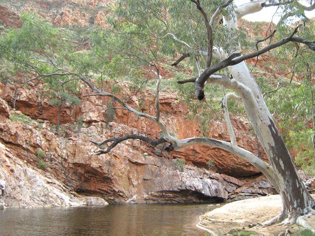 Les eucalyptus les pieds dans l'eau à Ormiston Gorge