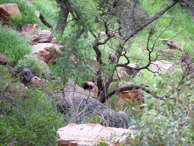 Wallabies des rochers amateurs de feuilles d'arbres