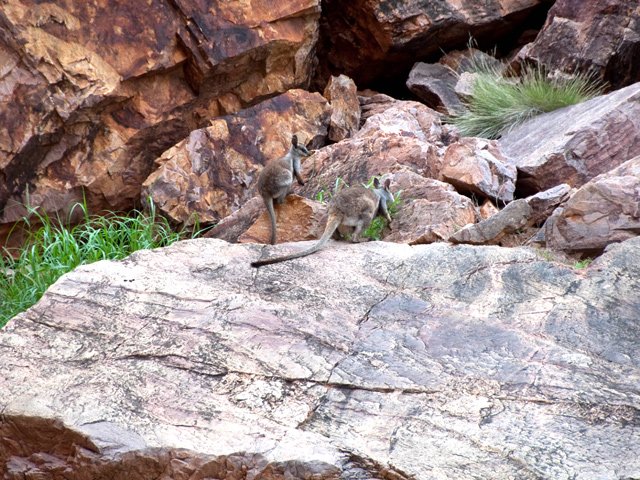 Wallabies des rochers, timides mais sortent si on ne bouge pas