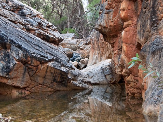 Petit bassin servant de mare aux wallabies
