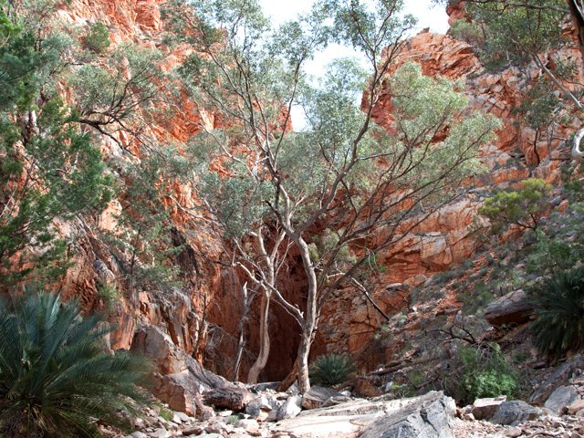 Une idée du canyon avec les arbres