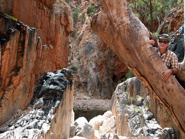 Un eucalyptus a réussi à vivre dans la roche