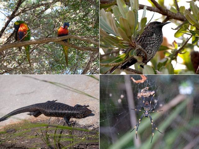 Quelques animaux rencontrés sur le site