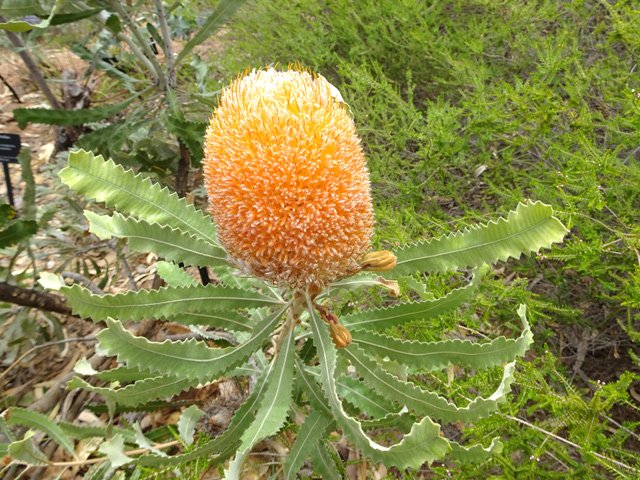 Une végétation variée, de type bush, pousse dans le parc