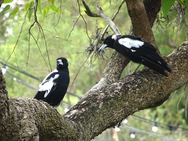 Les corbeaux flûteurs se repèrent en premier grâce à leur cri