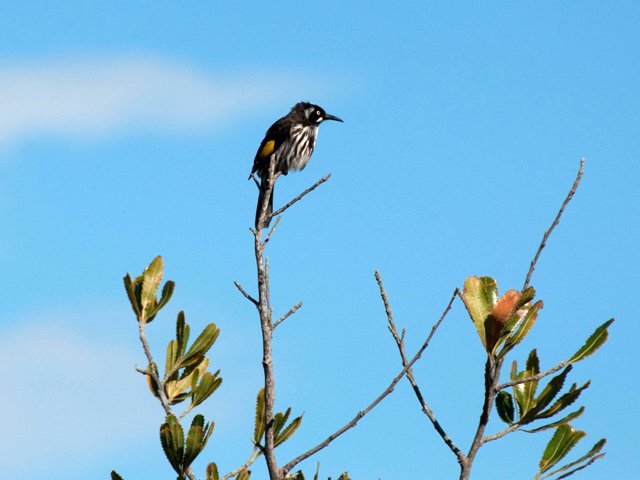 Un méliphage à barbe du menton se pose sur la plus haute branche