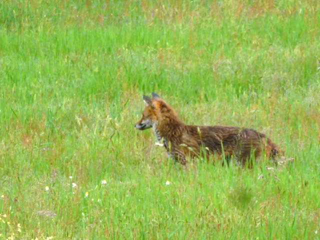 15 minutes de récréation naturaliste pour le voir chasser des mulots