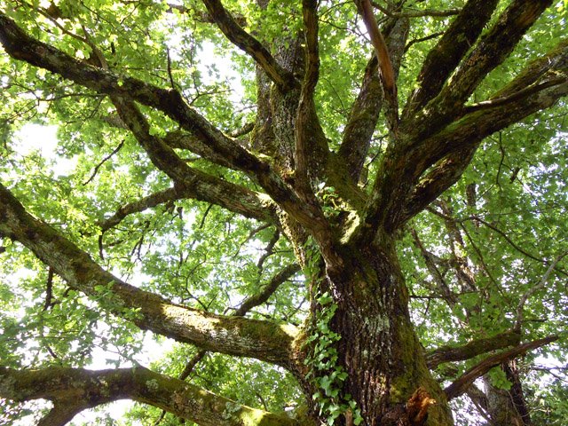 Superbes chênes tout au long du parcours