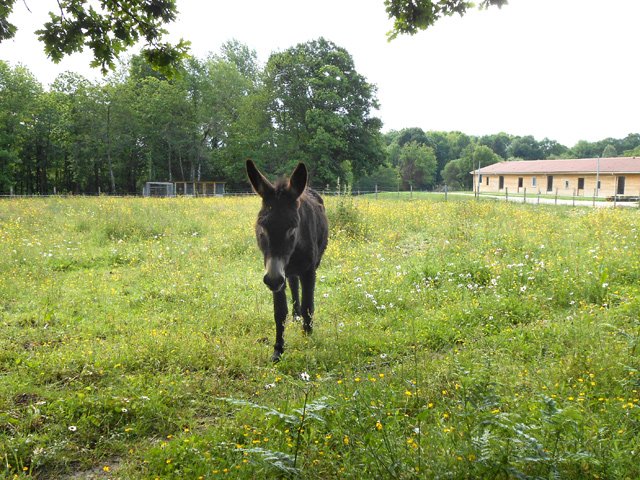 De plus en plus d'ânes vivent près des habitations