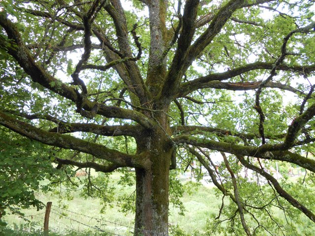 Le gros chêne près du lavoir