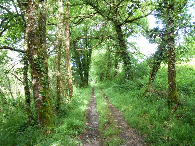 Chemin bordé de chênes après la Valade